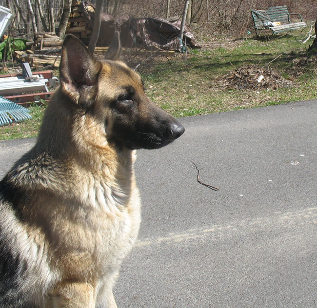 panya